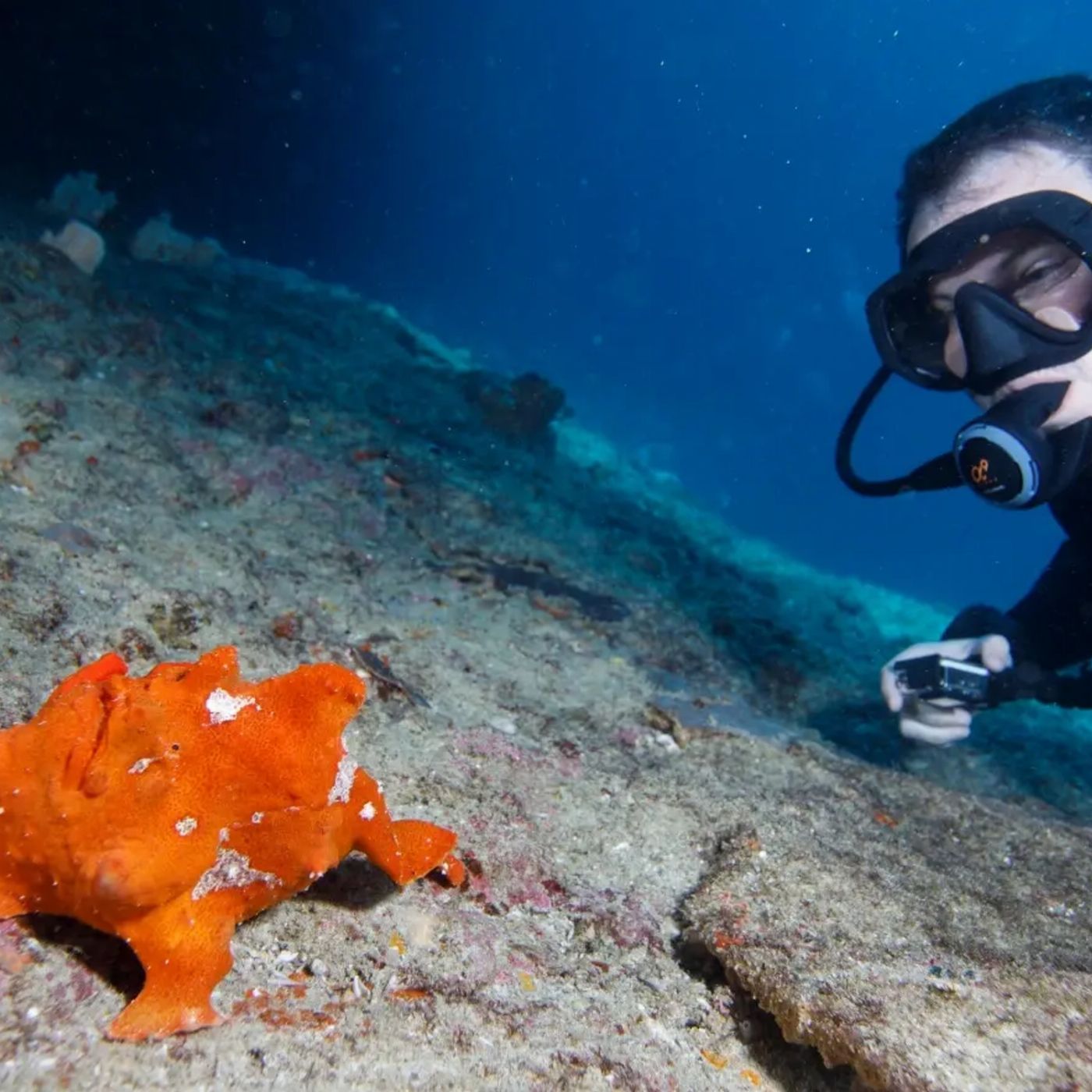 Shark Bay Eco Tours Scuba Review (Certified Divers Tanks and Weights Only)