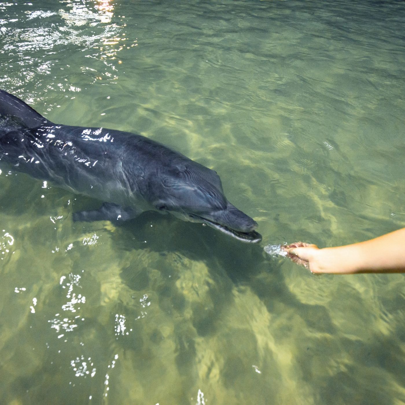 Tangalooma Island Resort Wrecked & Wild: Dolphins & Snorkel with Return Bus Transfers from Gold Coast