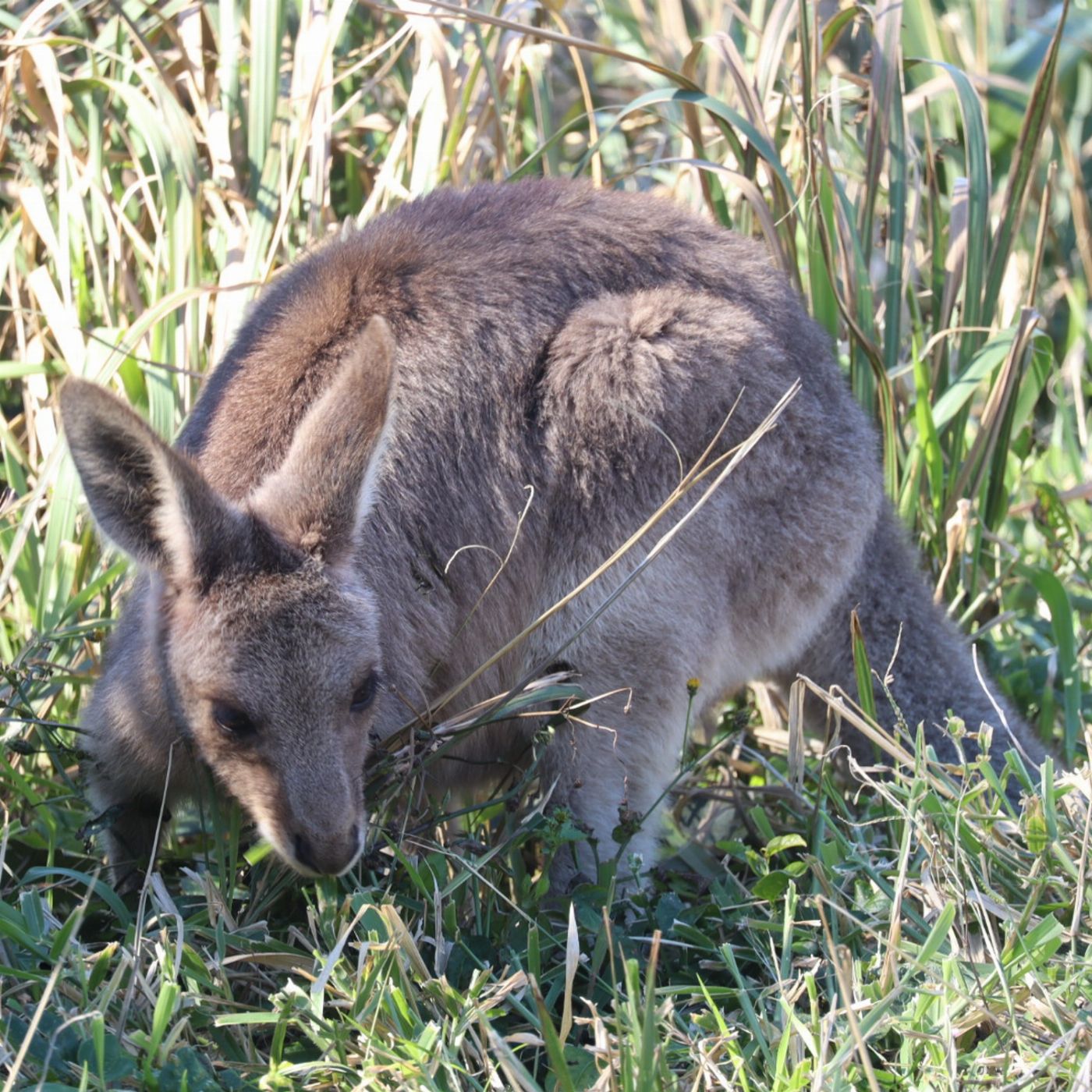 Stradbroke Island Tours North Stradbroke Island Aboriginal Culture & Wildlife Day Tour from Brisbane