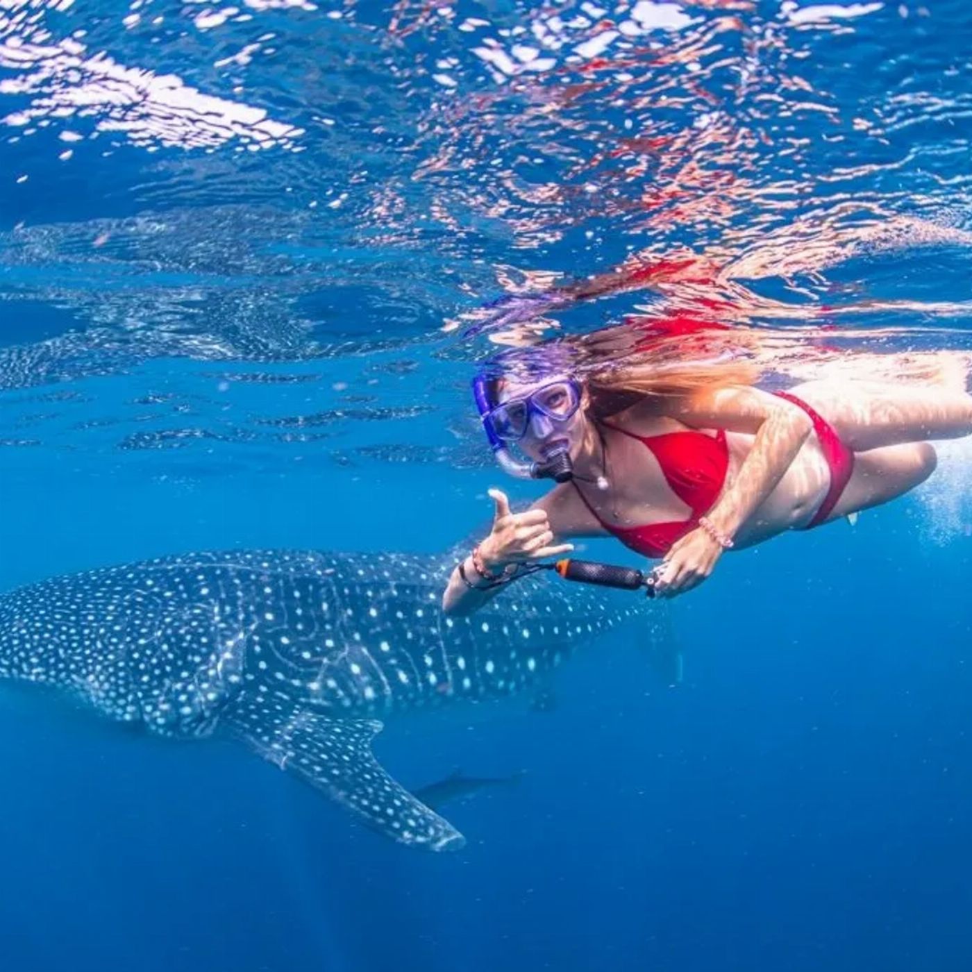 Ningaloo Blue Dive Whale Sharks, Wildlife & Whale Watching Eco Tours - September to November 2026