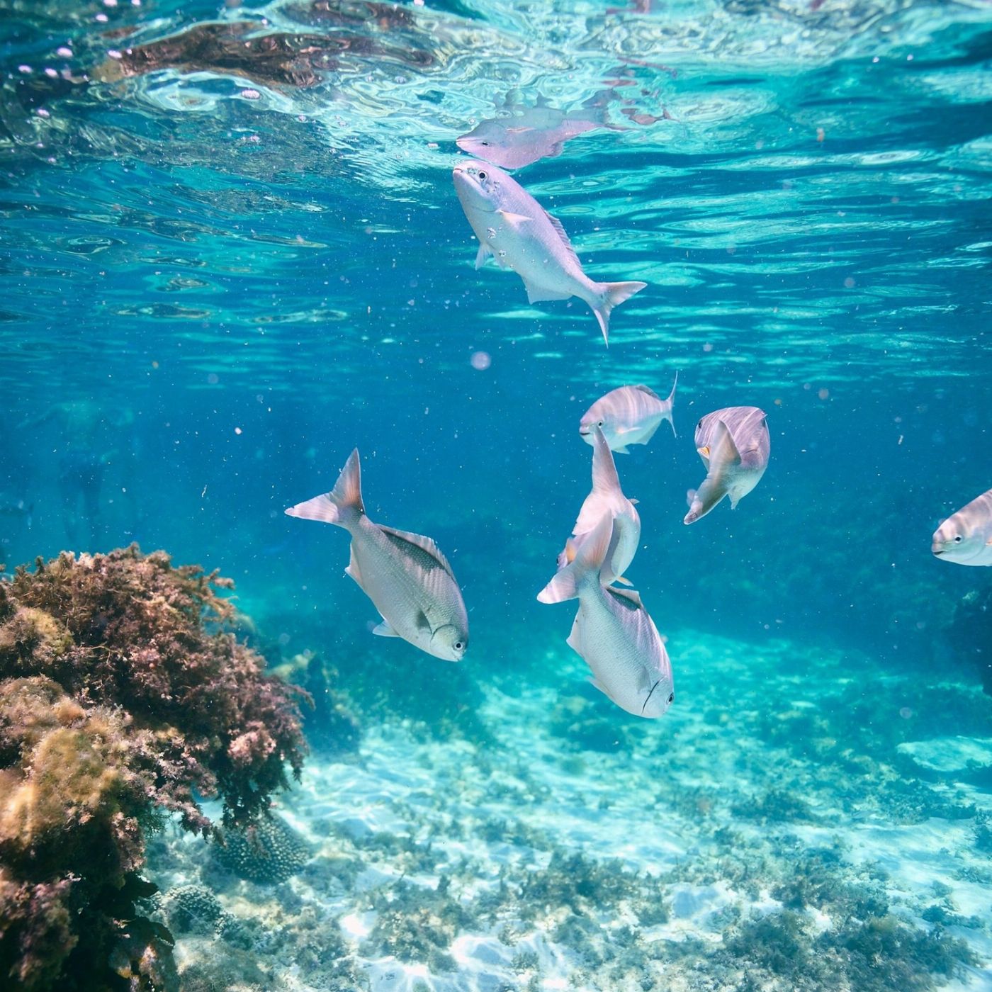 Rottnest Snorkel Rottnest Island Sunset Cruise