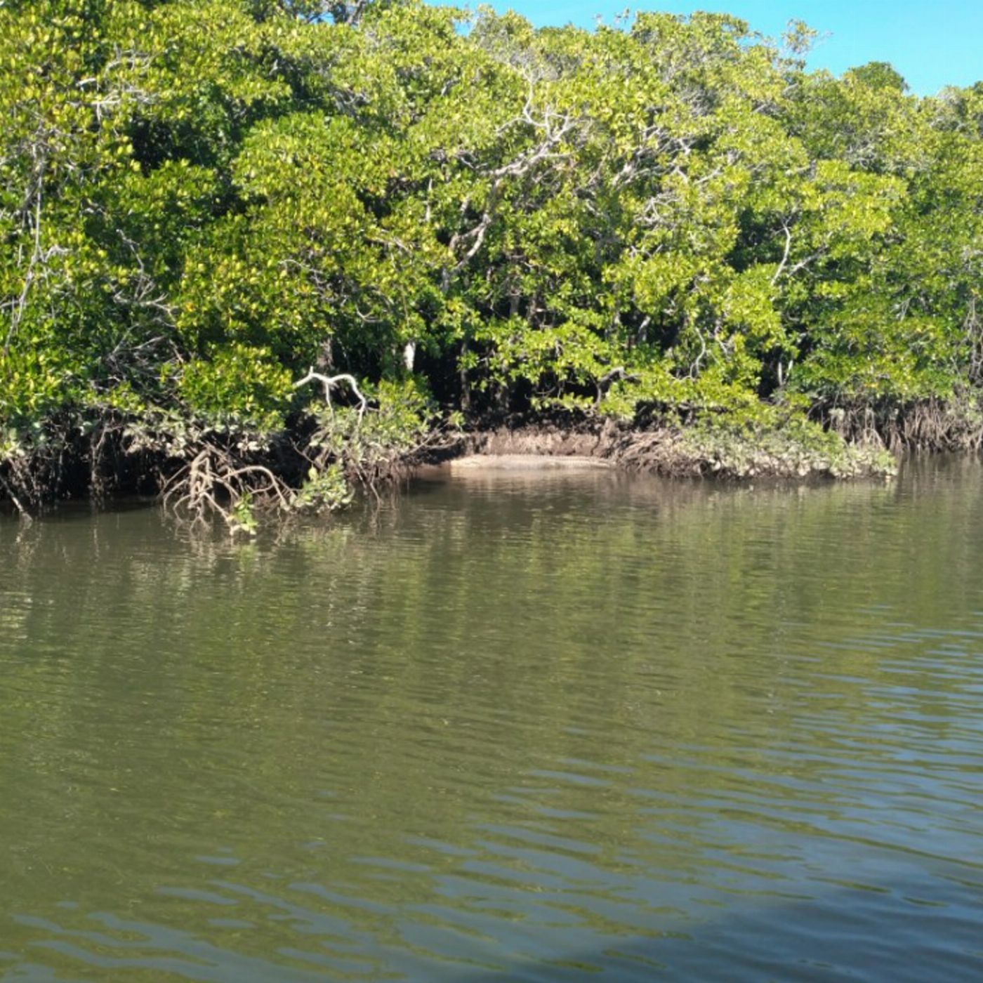 Fish Tales Charters Cairns Estuary Fishing Share Charter Afternoon