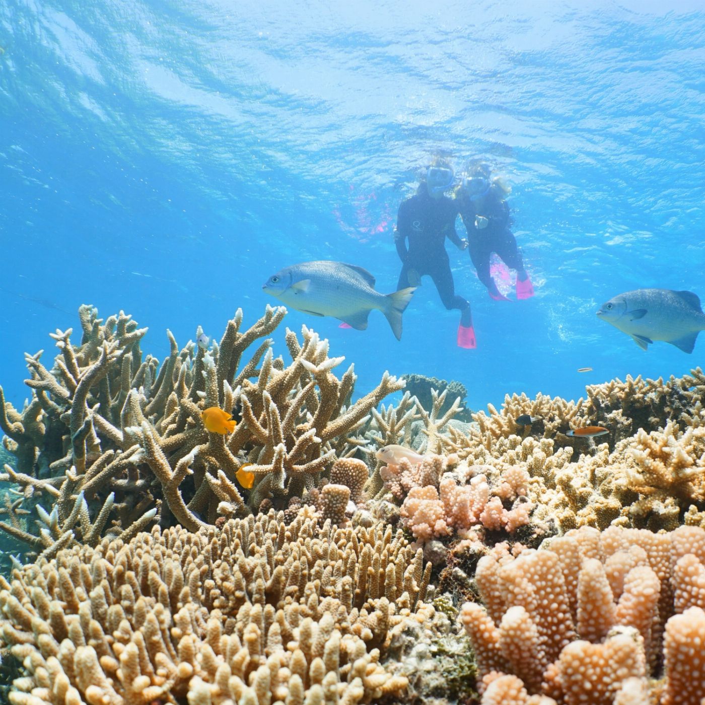 Quicksilver Cruises Quicksilver Agincourt Reef Pontoon Tour (+ Introductory Snorkel Tour with Marine Biologist)