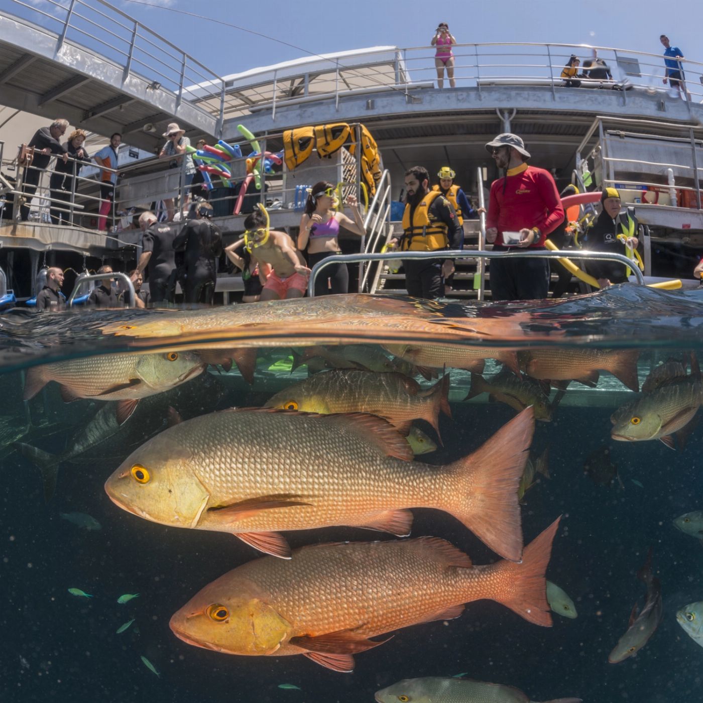 Quicksilver Cruises Quicksilver Agincourt Reef Pontoon Tour (+ 1 Helmet Diving)