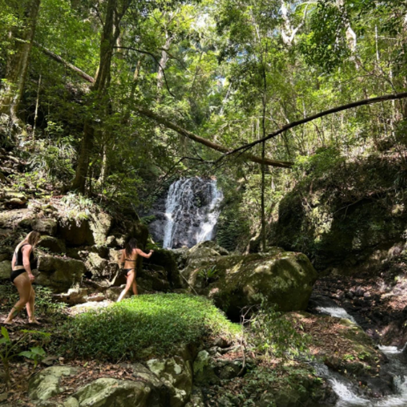 Bower Camp Co Girraween to Gondwana Walking Tour - Single