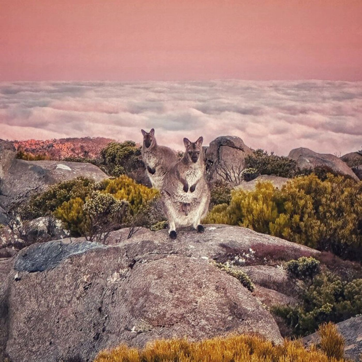 Safe Travel and Tour Services Mount Wellington and Richmond Village Tour Scenic Views