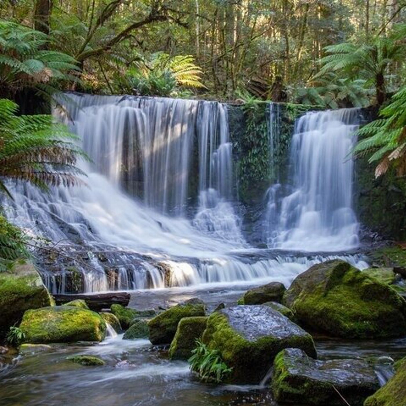 Safe Travel and Tour Services A Day Tour to Mt Field and Bonorong Wildlife Sanctuary