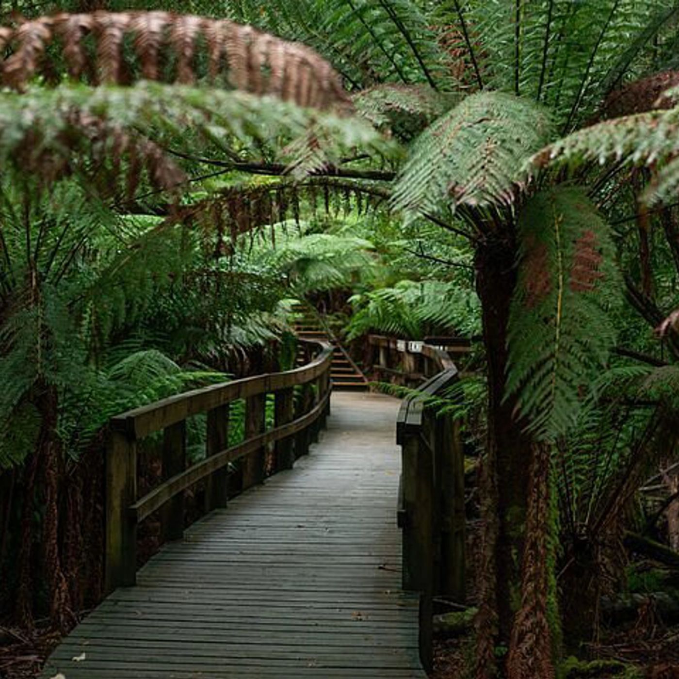 Safe Travel and Tour Services Tahune Airwalk Hasting Caves and Thermal Springs Pool from Hobart