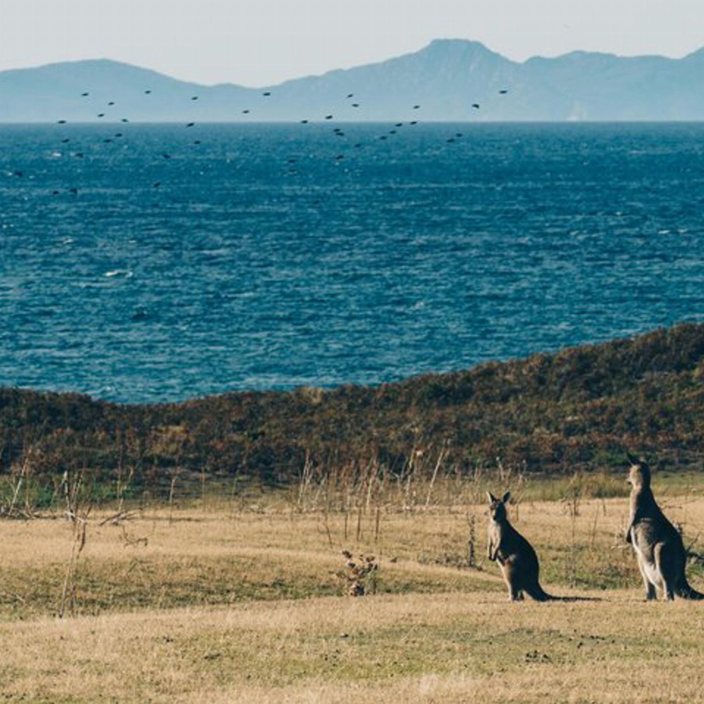 Safe Travel and Tour Services Maria Island National Park - Nature & Wildlife Adventure