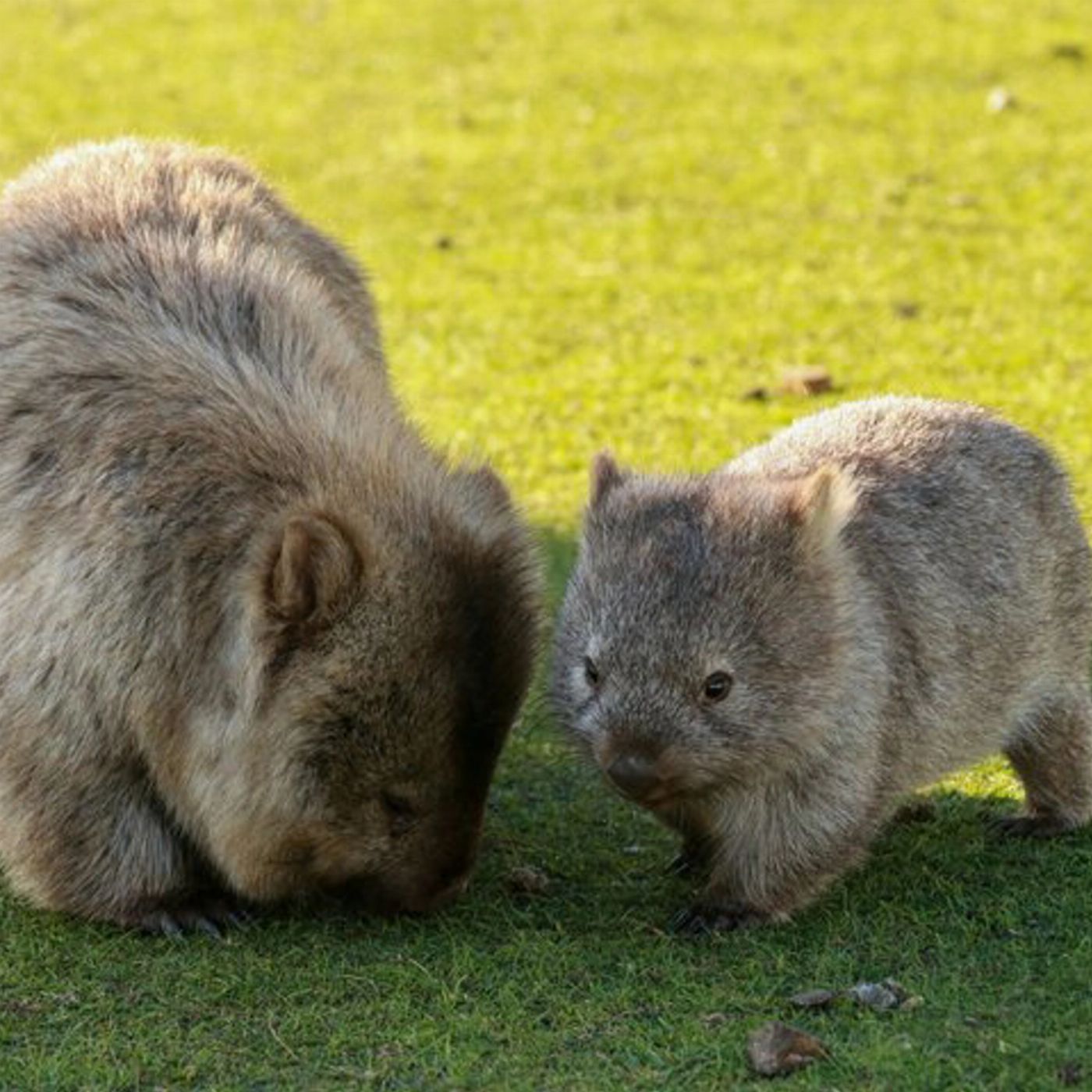 Safe Travel and Tour Services Maria Island National Park - Nature & Wildlife Adventure